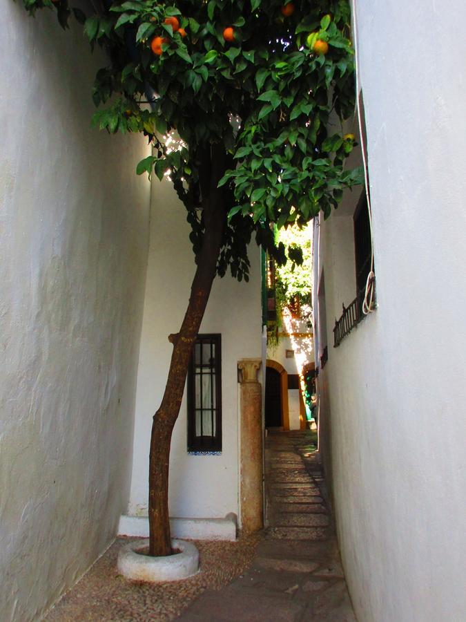 Con Encanto Lubi I Cordoue